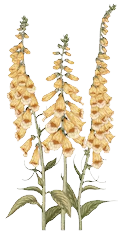 Click to water the Foxglove!