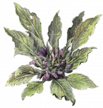 Click to water the Mandrake!