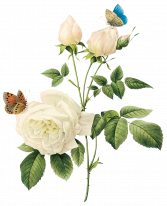 Click to water the White Rose!